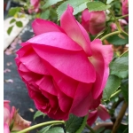 Cyclamen Pierre de Ronsard / Цикламен П’єр де Ронсар